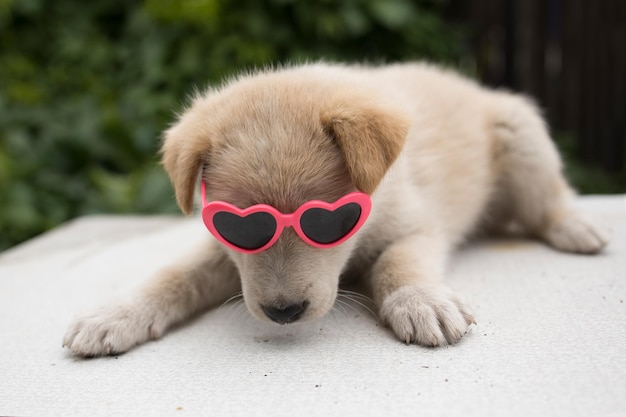 Photo funny and cute puppy with heart shaped glasses