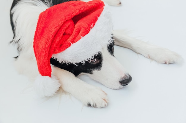 Divertente carino sorridente cucciolo di cane border collie sdraiato indossando il costume di natale rosso cappello di babbo natale isolato su sfondo bianco preparazione per le vacanze buon natale concetto felice