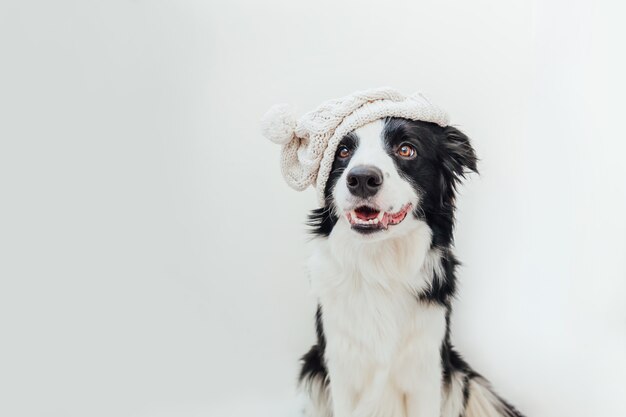 Funny cute smiling puppy dog border collie wearing warm knitted clothes white hat isolated on white background. Winter or autumn dog portrait. Hello autumn fall. Hygge mood cold weather concept.