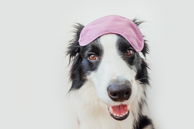 Funny cute smiling puppy dog border collie with sleeping eye mask isolated on white