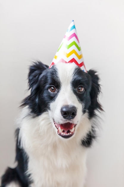 楽しい可愛い笑顔の子犬のボーダーコリーが 誕生日のバカな帽子をかぶって 白い背景に隔離されています