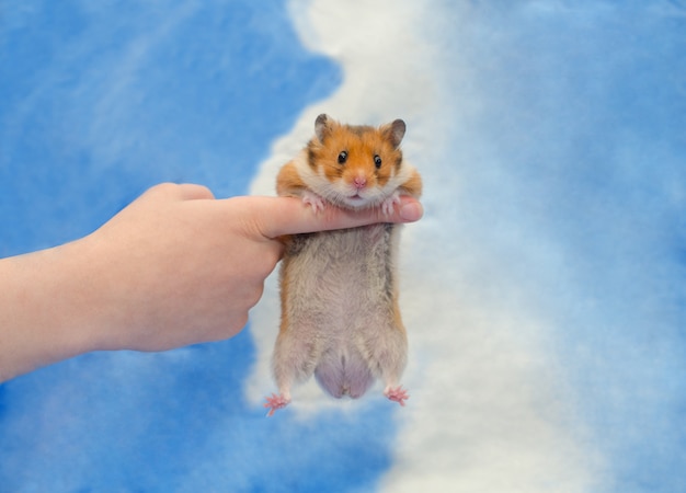 Funny cute Syrian hamster hanging on a human finger