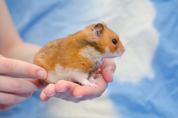 Photo funny cute syrian hamster sitting on a human hand