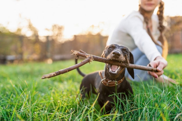 Funny dachshund playing with her owner in the grass