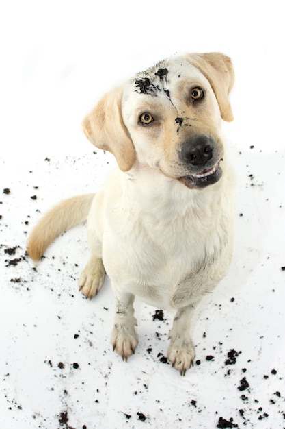 Divertente cane sporco dopo il gioco in una puddle di fango.