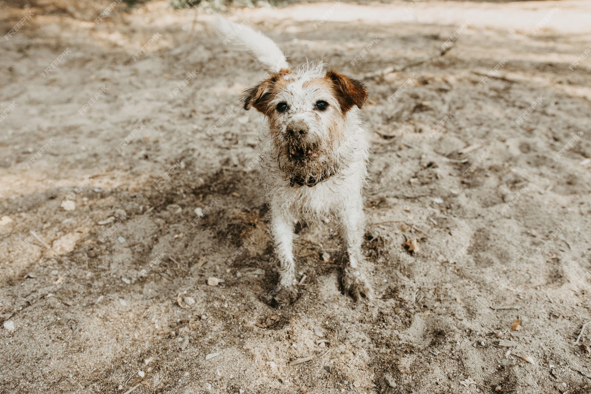 Premium Photo | Funny dirty jack russell dog after play in a mud puddle on summer season Premium Photo | Funny dirty jack russell dog after play in a mud puddle on summer season