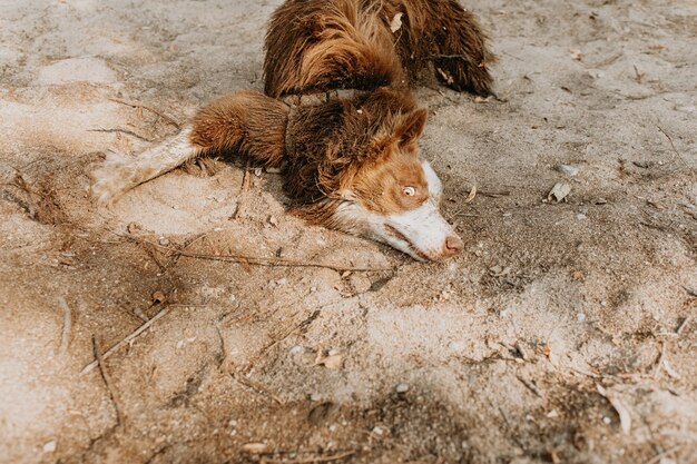 無邪気な表情で夏や春の季節に砂の上をうろついている面白くて汚い子犬の犬