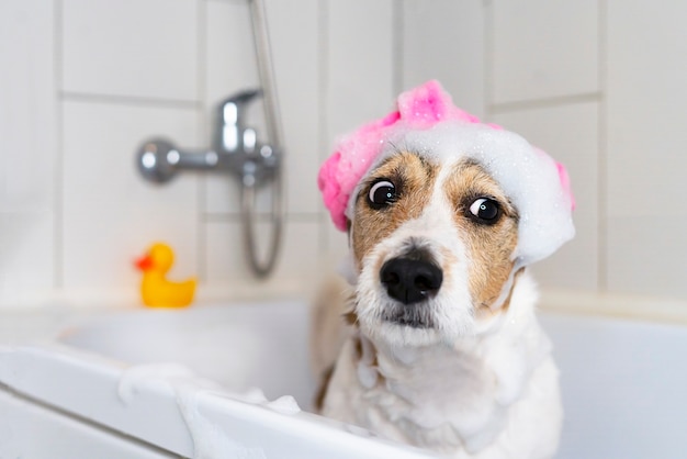 Funny dog in the bathroom with a slipper on his head pet takes a shower