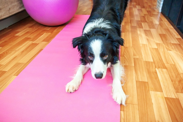Funny dog border collie practicing yoga lesson on pink yoga mat at home