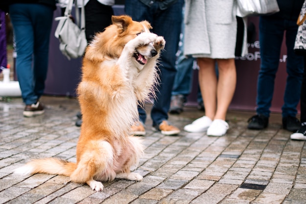 面白い犬は足で顔を閉じます