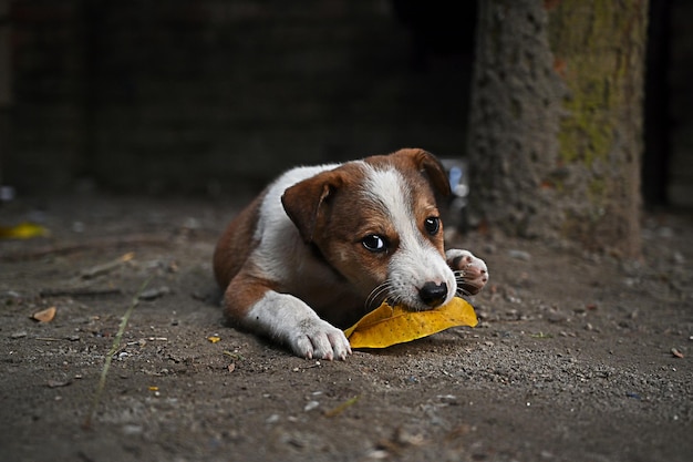 面白い犬、かわいい茶色の子犬または茶色の犬、地面に座っている犬