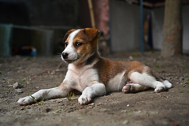 写真 面白い犬、かわいい茶色の子犬または茶色の犬、地面に座っている犬