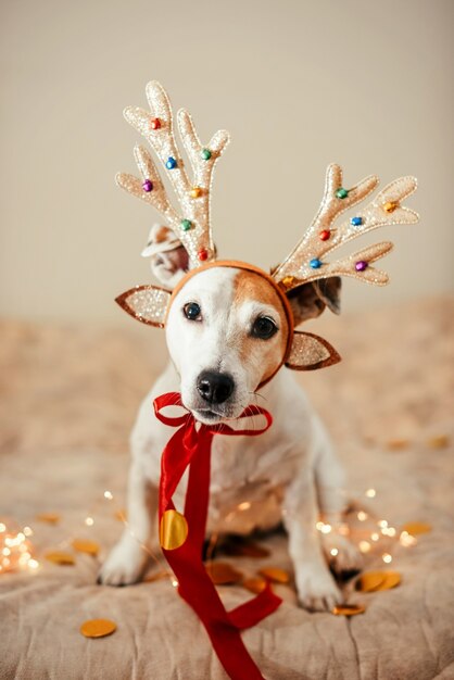 Photo funny dog in a deer costume with antlers, preparation for the party, masquerade