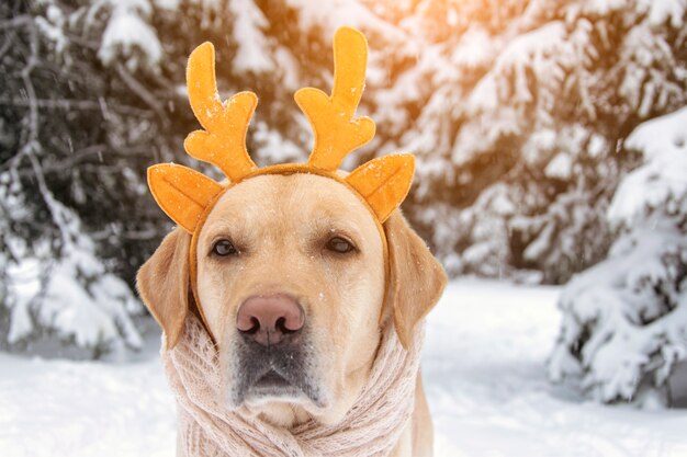 Funny dog in deer horns on a winter background. Noel dog.