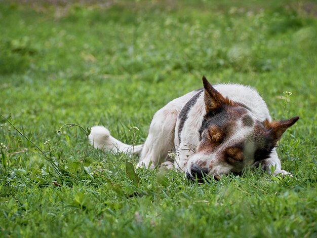 フィールド上の面白い犬。