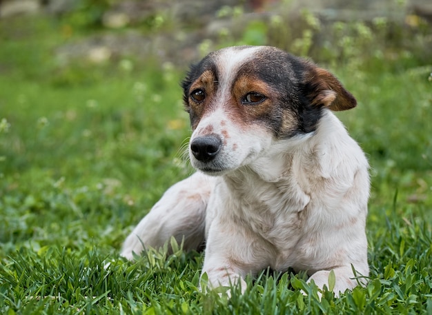 Funny dog on the green grass.