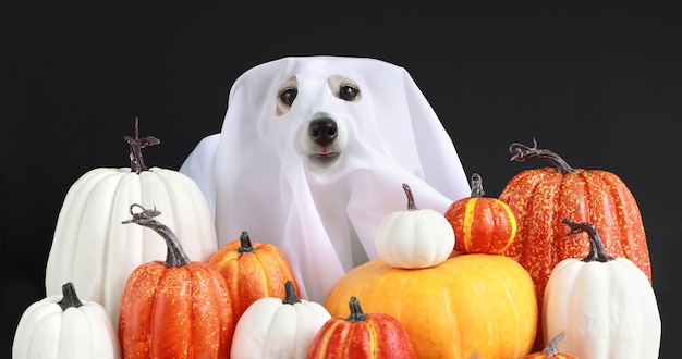 ハロウィーンの衣装の黒い背景の面白い犬