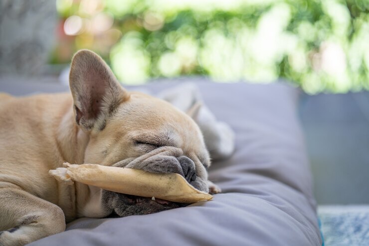 犬のマットの上で寝ている間生皮を保持している面白い犬