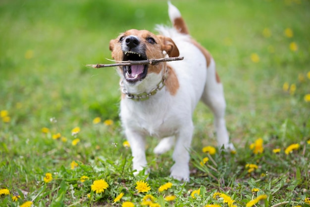 Funny dog jack russell breed plays with a stick on the summer lawn Beautiful dog in nature