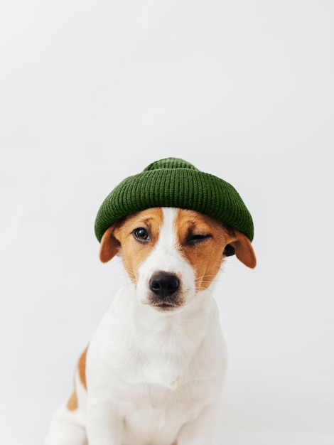 Funny dog Jack Russell Terrier winking at the camera wearing a green hat on white background