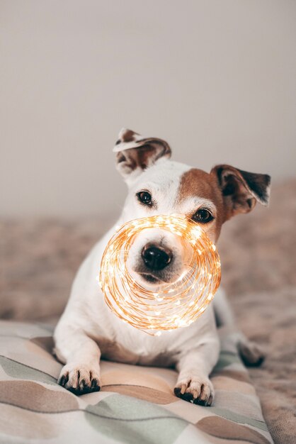 Funny dog Jack Russell with a Christmas sparkling garland on his nose, ready for the masquerade. Preparing for Christmas