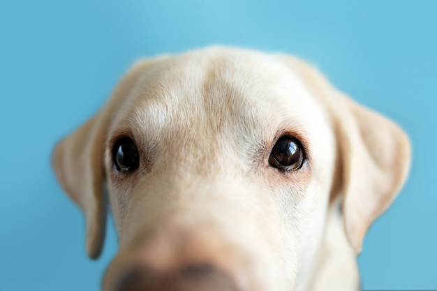 Foto cane divertente guardando la telecamera. occhi da cane museruola allungata di un labrador. uno sguardo beige alla telecamera. cane divertente guardando attraverso lo spioncino