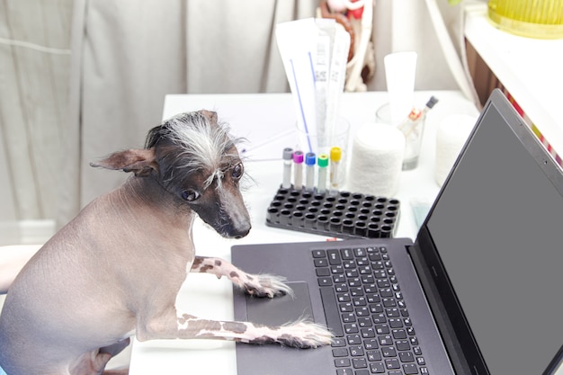 Photo funny dog looks at the laptop. doctor's office, laptop, medical equipment.