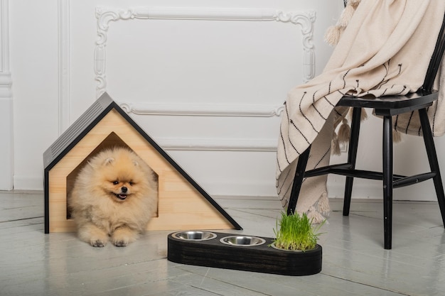 Funny dog peeks out of his animal house Dog breed Spitz