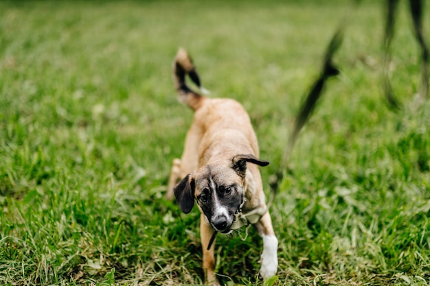 Funny dog playing outdoors