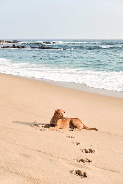 Funny Dog Rest on Ocean Beach Sand, Summer Chill