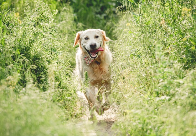 Cane divertente che funziona sul prato soleggiato