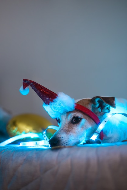 Funny dog in a santa hat, costume for a masquerade party