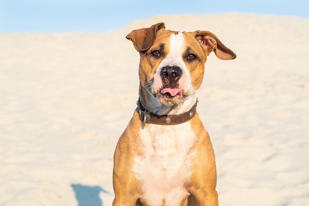 Funny dog sits in sand outdoors with tongue out. Cute staffordshire terrier puppy in sandy beach or desert on hot summer day