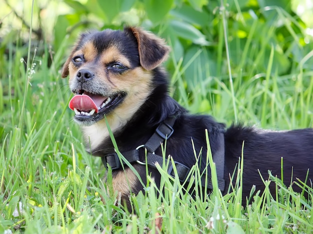 Funny dog sitting on a green grass