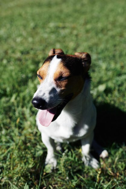 公園に座っている面白い犬