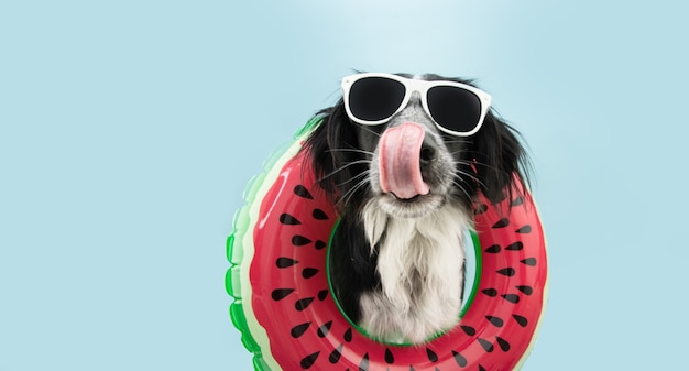 Funny dog summer vacations licking its lips inside of an\
inflatable ring. isolated on blue background