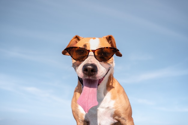 Funny dog in sunglasses portrait.