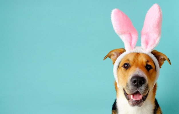 Photo funny dog with bunny ears and opened mouth on the blue background. three-color easter outbred dog.