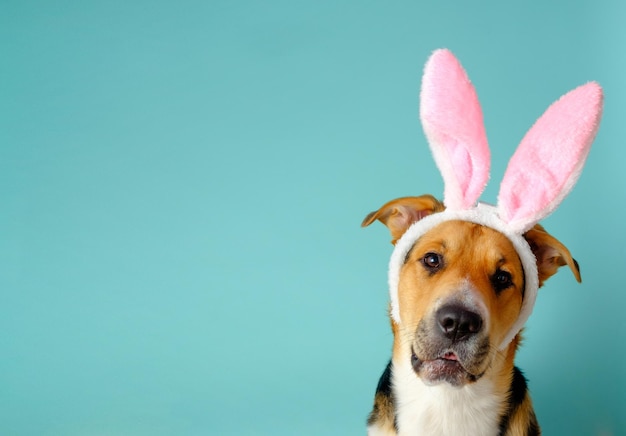 Funny dog with bunny ears tilted its head on blue background Outbred dog looking atcamera