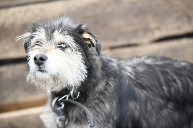 Photo a funny dog with different colored eyes on a chain guards the farm