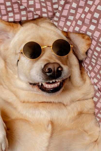 Funny dog with glasses smiles top view