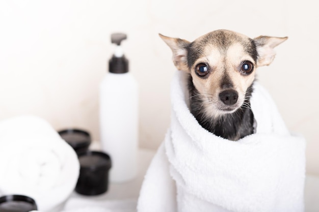 Funny dog with happy face in a towel after washing and grooming at the pet spa