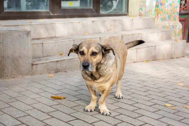 A funny dog with multi-colored hair stands on the sidewalk. Looks sad. Portrait of an abandoned dog. Homeless dogs in the streets of Tbilisi. Sterilized and chipped dogs. High quality photo