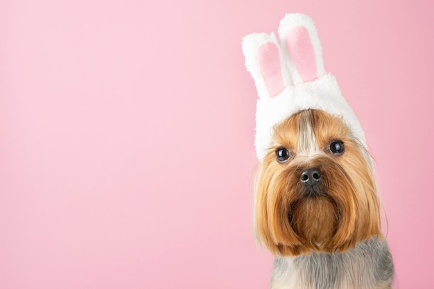 Photo funny dog with rabbit ears on a pink background, space for text. easter concept, easter bunny.