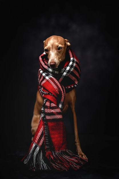 Cane divertente con sciarpa plaid rossa