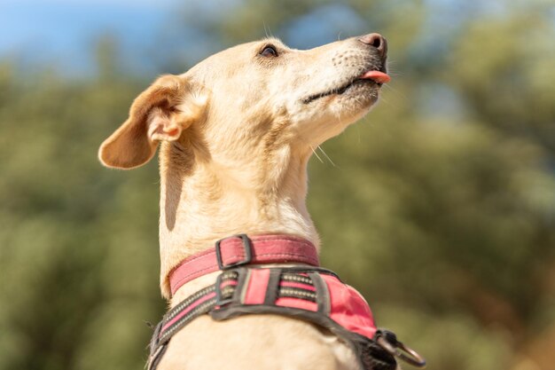 Funny dog with the tongue out in a park