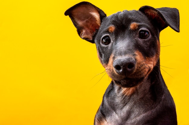 Funny dog on yellow background