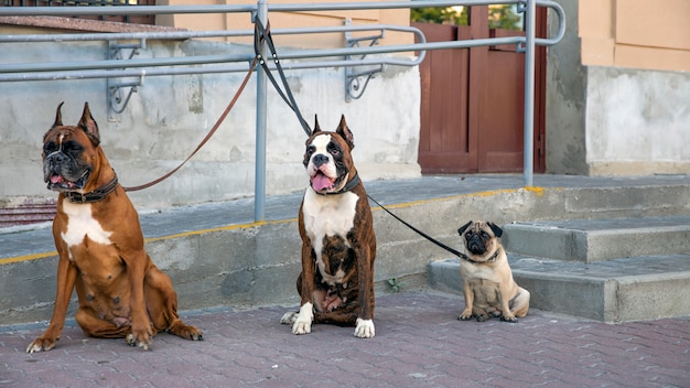 路上でつながれた面白い犬