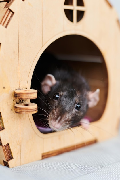 A funny domestic brown rat sits in its wooden house