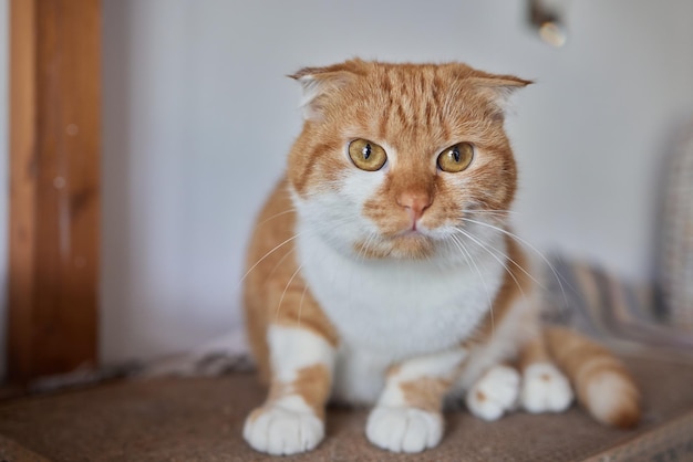 Funny domestic cat climbs up the cat pole